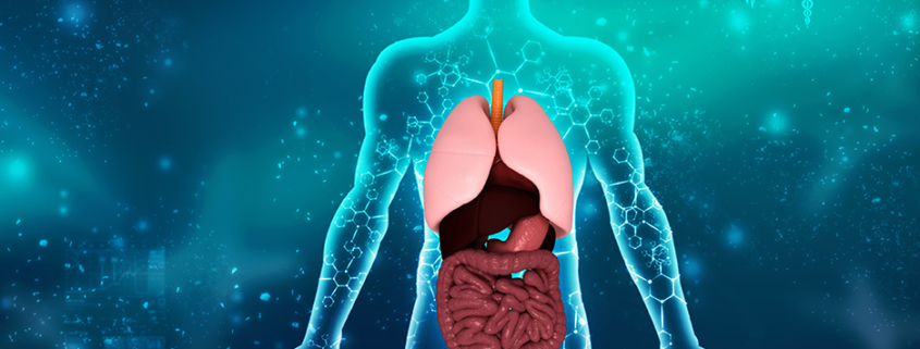 outline of body with molecules with internal organs highlighted